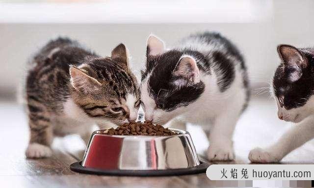 养猫会带来什么运气(属虎养猫会带来什么运气)