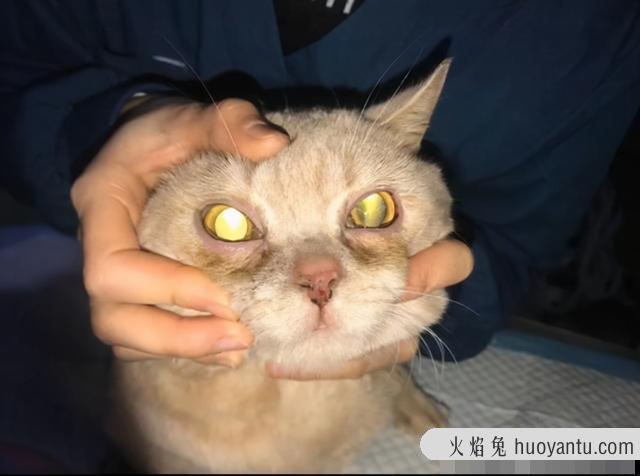 猫能吃狗粮吗(猫能吃狗粮应急吗)