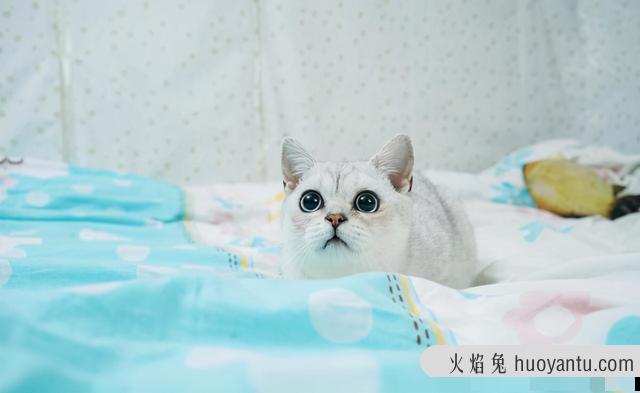 猫能吃狗粮吗(猫能吃狗粮应急吗)