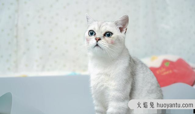 猫能吃狗粮吗(猫能吃狗粮应急吗)