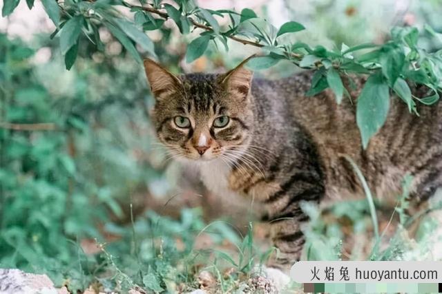 中华猫的品种大全(中华猫的品种)