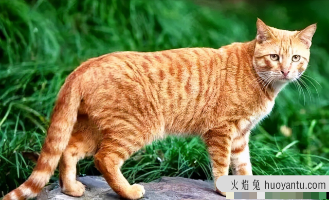 中华猫的品种大全(中华猫的品种)