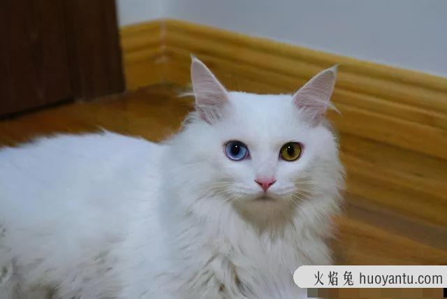 中华猫的品种大全(中华猫的品种)