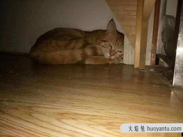 猫携带狂犬病毒吗(健康猫携带狂犬病毒吗)