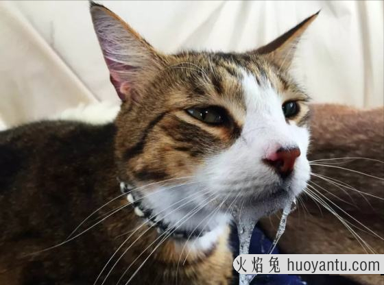 猫携带狂犬病毒吗(健康猫携带狂犬病毒吗)