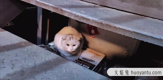 哪种猫粮比较好(什么牌子的猫粮好)