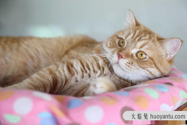 猫几个月生小猫(猫几个月生小猫崽)