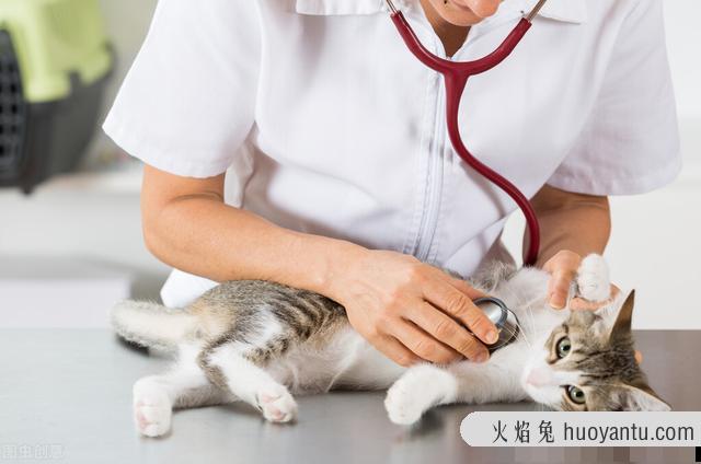 猫几个月生小猫(猫几个月生小猫崽)