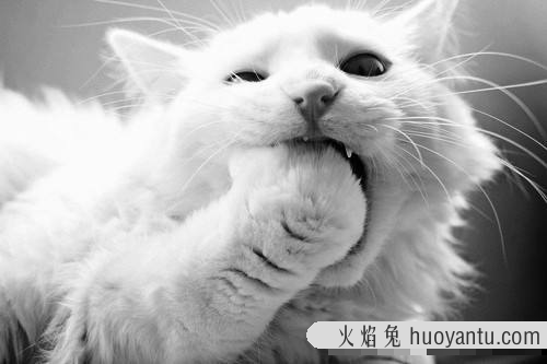 猫为什么爱吃鱼(猫为什么爱吃鱼和老鼠)