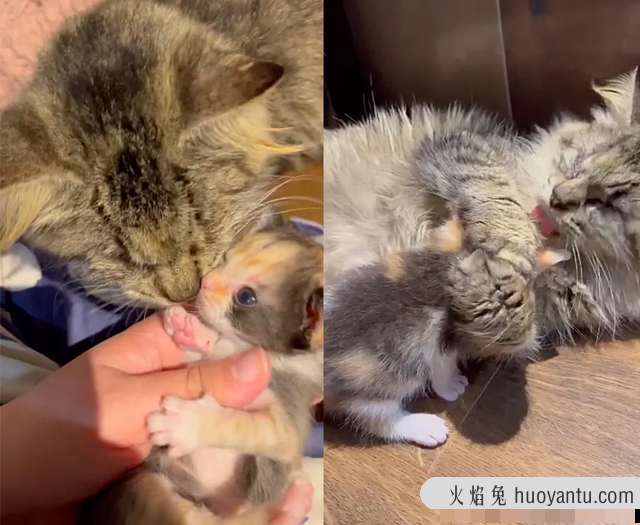 猫妈总是把小猫叼出来(猫妈妈为什么要把小猫到处叼)