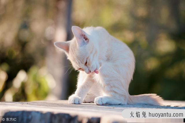 怎么判断是不是猫藓(怎么判断是不是猫藓症状)