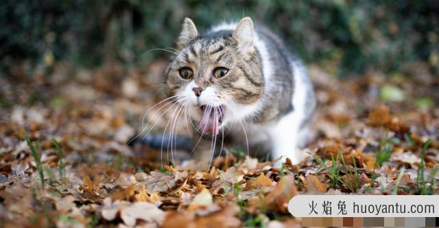 猫咪干呕怎么回事(猫咪干呕是什么原因)