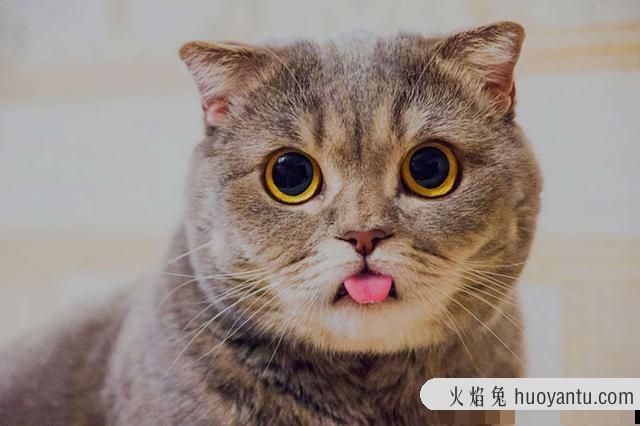 猫咪干呕怎么回事(猫咪干呕是什么原因)