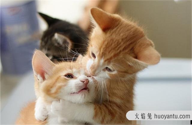 猫绝育的优点和缺点(猫绝育多少钱)