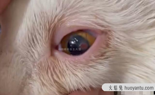 猫猫眼睛肿了怎么办(猫猫眼睛肿了是怎么回事)