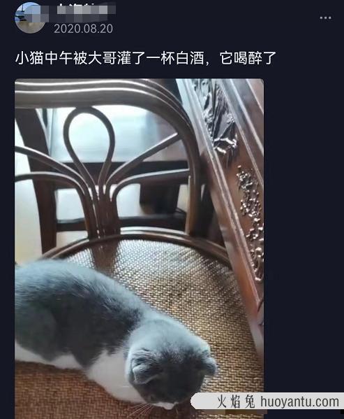 猫能吃奶油蛋糕吗(宠物猫能吃奶油蛋糕吗)