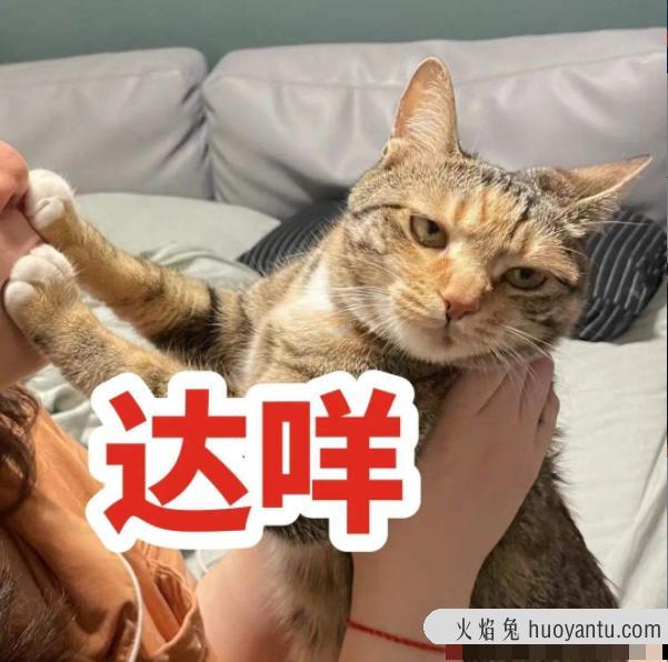 猫能吃奶油蛋糕吗(宠物猫能吃奶油蛋糕吗)