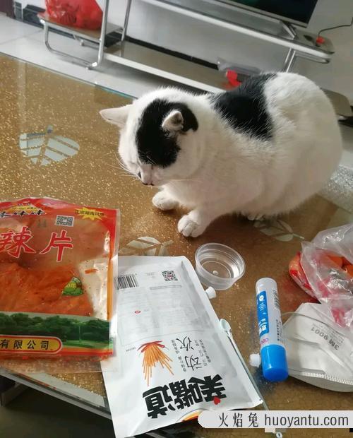 猫吃巧克力会怎么样(猫吃巧克力有事吗)