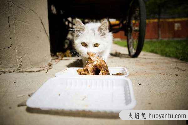 猫吃巧克力会怎么样(猫吃巧克力有事吗)