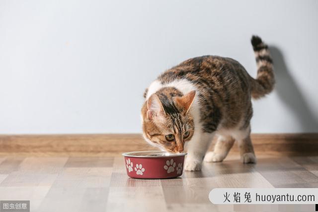 猫吃巧克力会怎么样(猫吃巧克力有事吗)