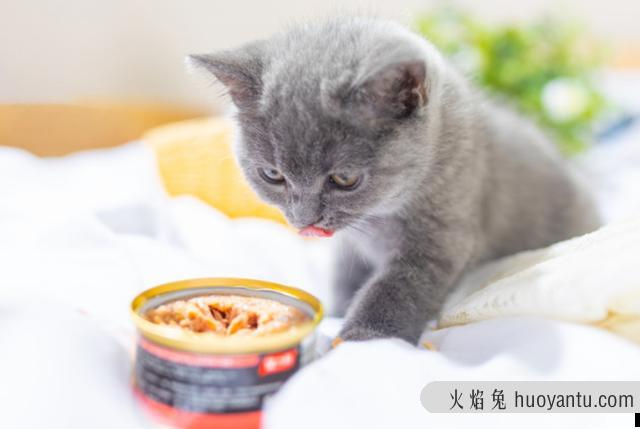 猫耳螨能自愈吗(猫耳螨可以自愈吗)