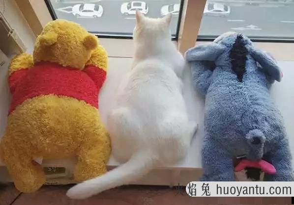 猫咪睡觉时抽搐颤抖(猫咪睡觉时抽搐颤抖正常吗)