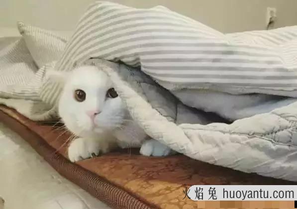 猫咪睡觉时抽搐颤抖(猫咪睡觉时抽搐颤抖正常吗)