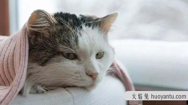 猫的年龄怎么计算(猫的年龄怎么算一岁相当于人类几岁)