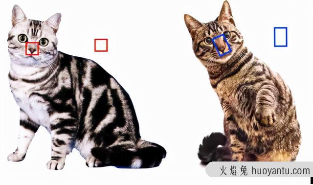 美短和狸花猫的区别(美短和狸花猫的区别图解)