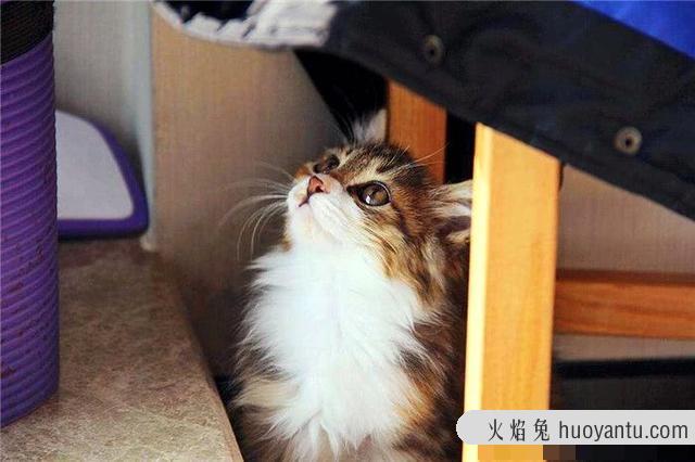 猫不打疫苗会怎么样(家养猫不打疫苗会怎么样)