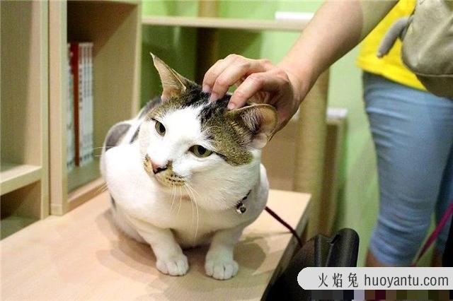 猫不打疫苗会怎么样(家养猫不打疫苗会怎么样)