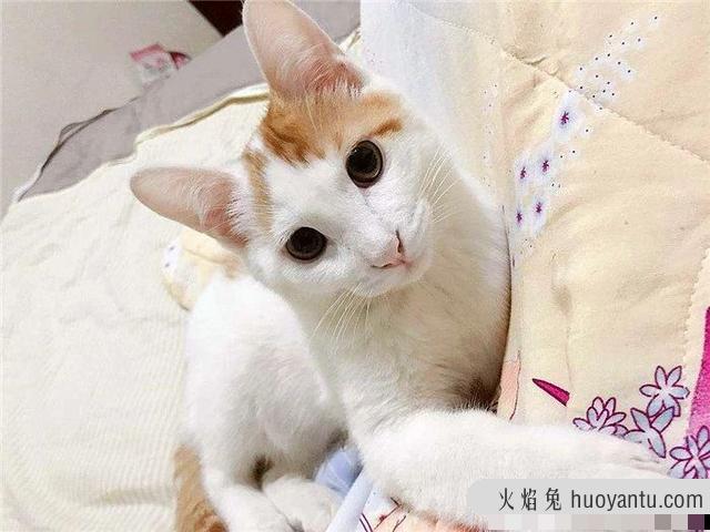 猫不打疫苗会怎么样(家养猫不打疫苗会怎么样)