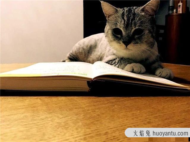 猫不打疫苗会怎么样(家养猫不打疫苗会怎么样)