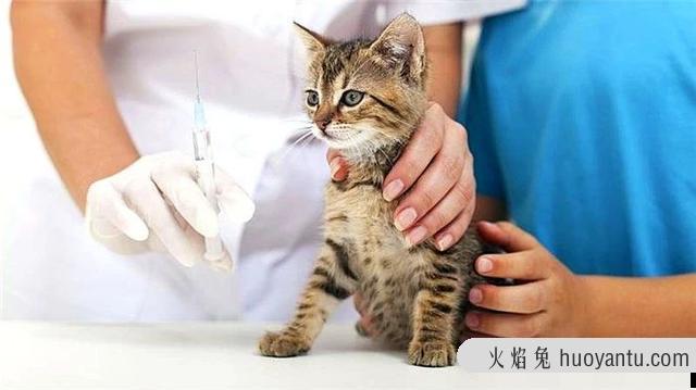 猫不打疫苗会怎么样(家养猫不打疫苗会怎么样)