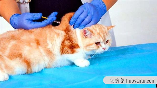 猫不打疫苗会怎么样(家养猫不打疫苗会怎么样)