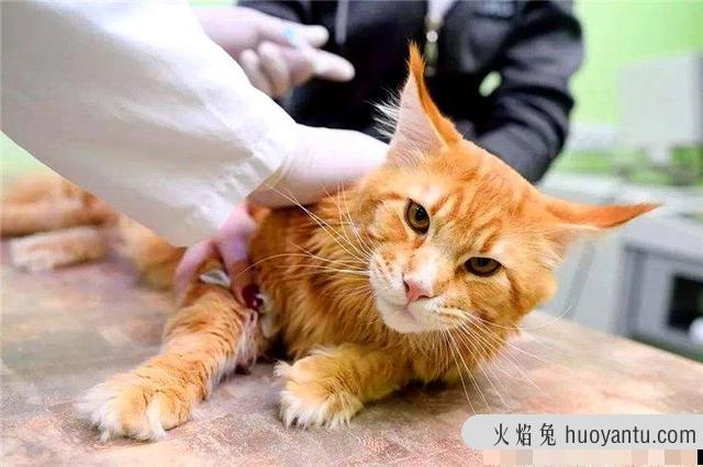 猫不打疫苗会怎么样(家养猫不打疫苗会怎么样)