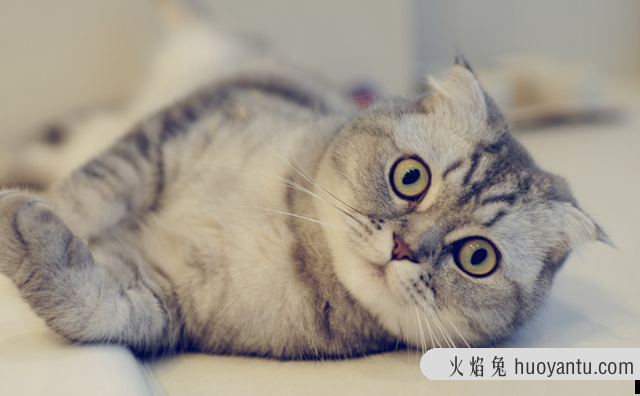 猫饼干吃多了猫会怎样(猫饼干对猫有危害)