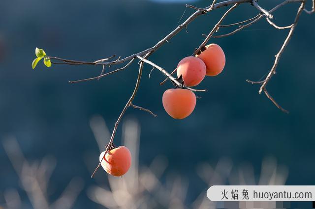 猫咪可以吃苹果吗(两个月猫咪可以吃苹果吗)