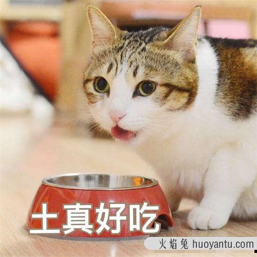 猫饼干吃多了猫会怎样(猫饼干对猫有危害)