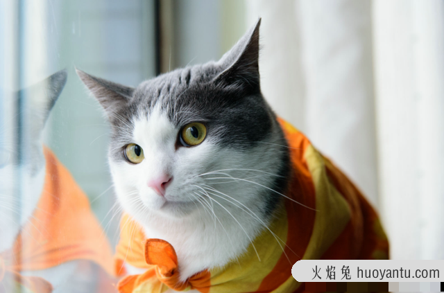 猫饼干吃多了猫会怎样(猫饼干对猫有危害)