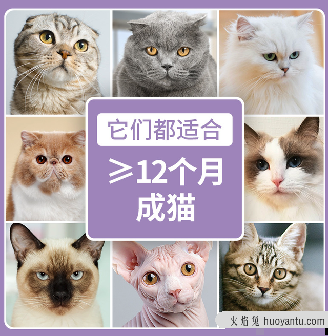 海洋之星猫粮怎么样(海洋之星猫粮是哪国的)