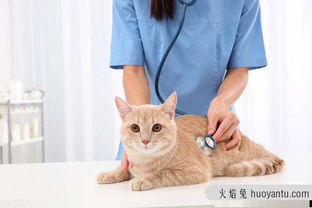 猫黄疸怎么治(猫黄疸症状早期)