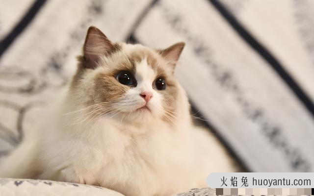 猫的品种图片名字大全(猫的品种介绍及图片)