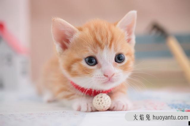 猫的品种图片名字大全(猫的品种介绍及图片)