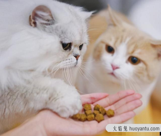 猫咪不吃猫粮(猫咪不吃猫粮怎么办)