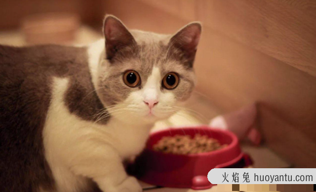 猫咪不吃猫粮(猫咪不吃猫粮怎么办)