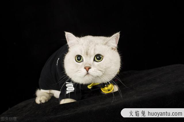 小母猫几个月可以生育(小母猫几个月可以生小猫)