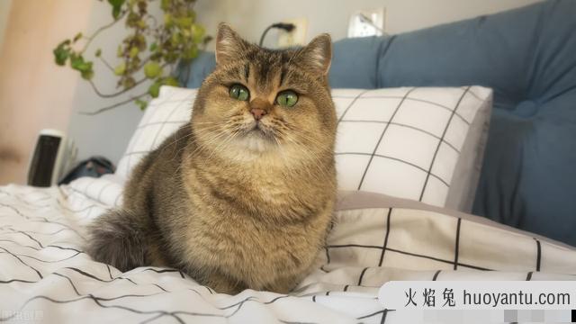 小母猫几个月可以生育(小母猫几个月可以生小猫)