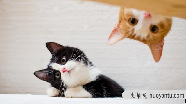 猫咪呕吐(猫咪呕吐没消化的猫粮)