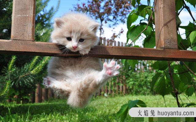 猫咪呕吐(猫咪呕吐没消化的猫粮)